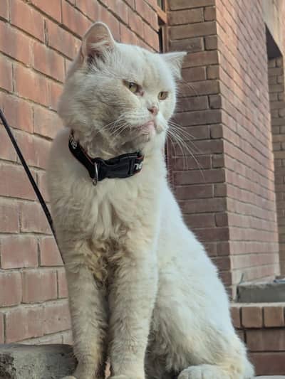 Parsion male cat single coat age 9 month