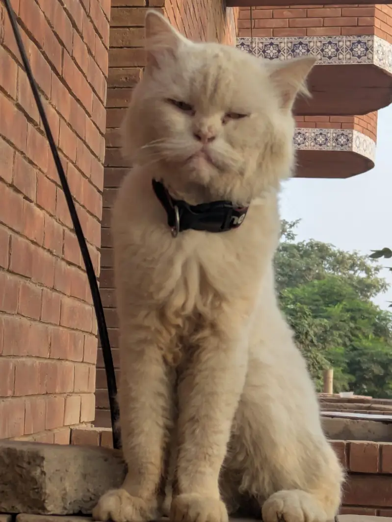 Parsion male cat single coat age 9 month — photo 3