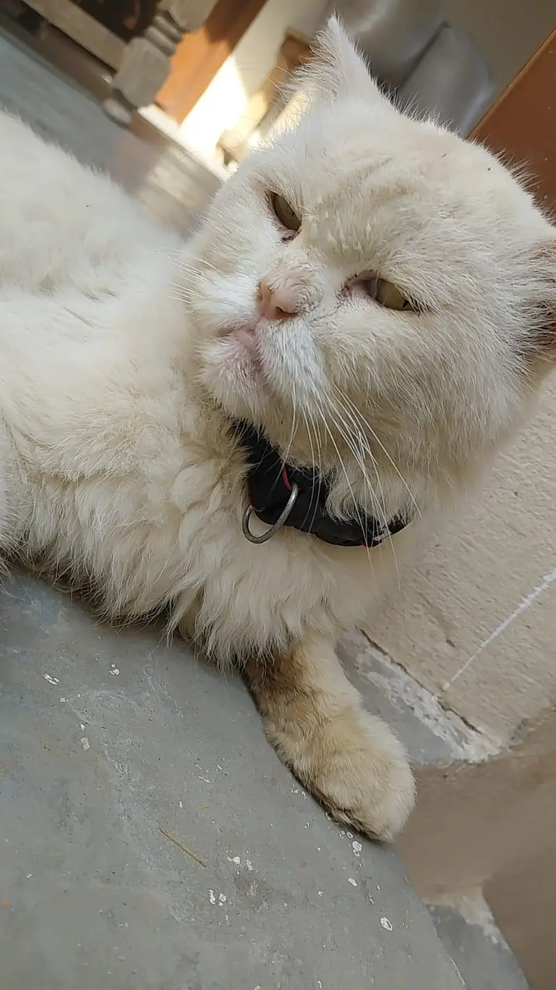 Parsion male cat single coat age 9 month — photo 4