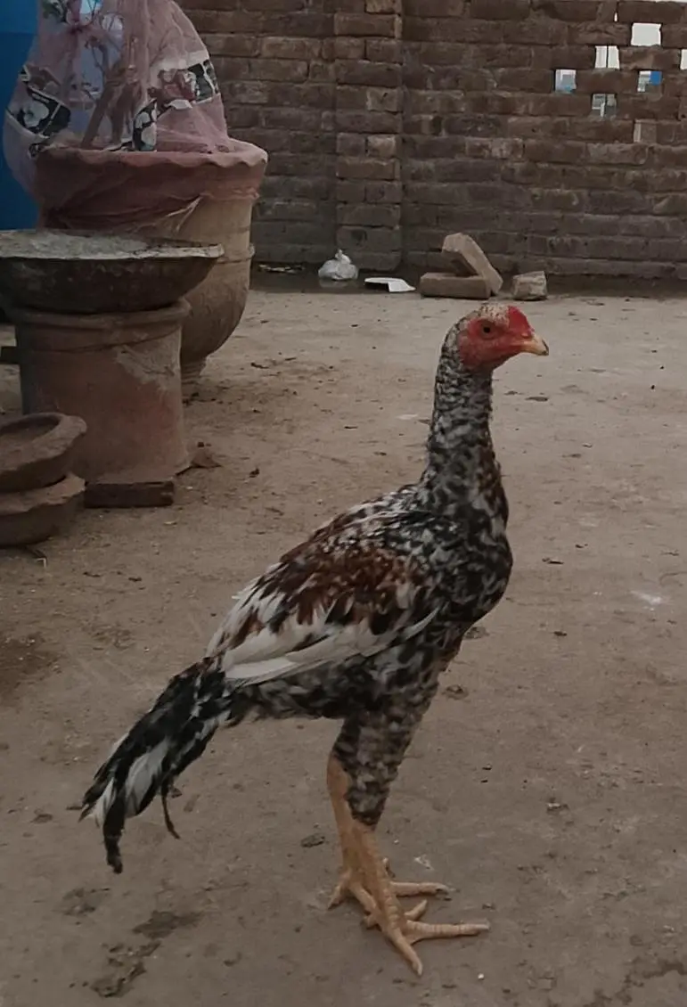 behtreen Aseel murghy for sale 15 . . 1 ki demand 3500 long hait — photo 2