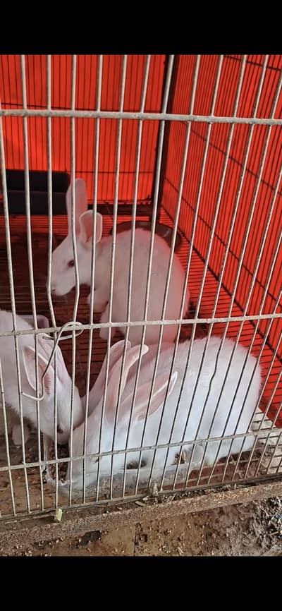 rabbits white color and red eyes