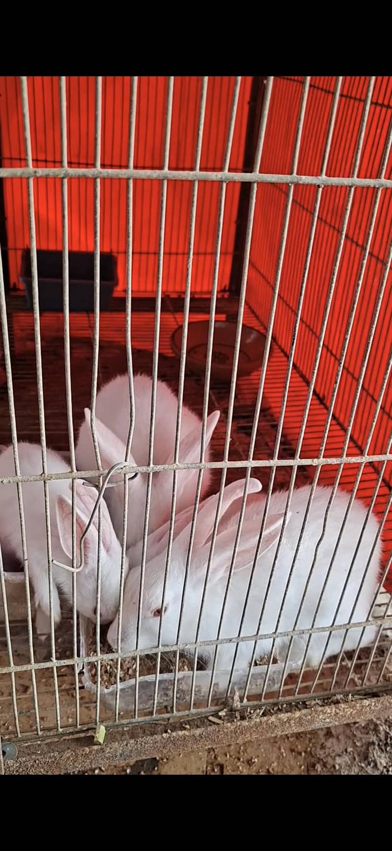 rabbits white color and red eyes - Rabbits - 1120242219
