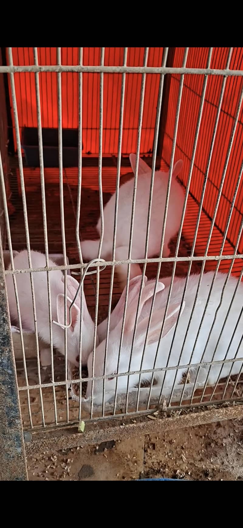 rabbits white color and red eyes - Rabbits - 1120242219