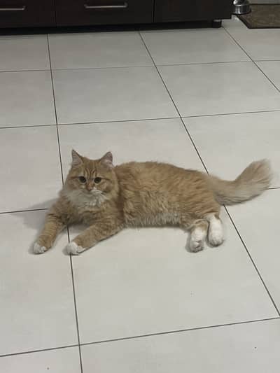 Persion cat