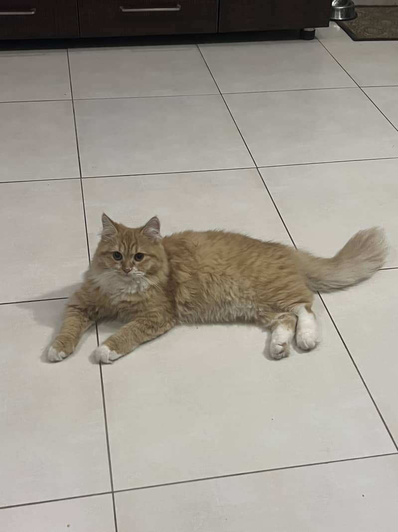 Persion cat 0