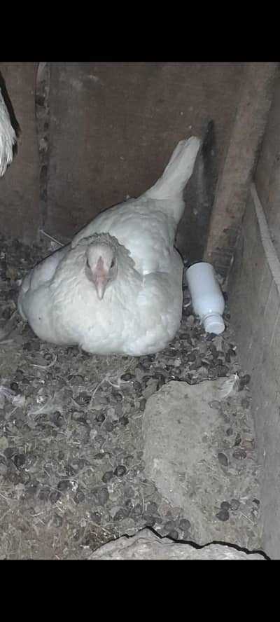 Heeri Murgi With 1 Hera chick