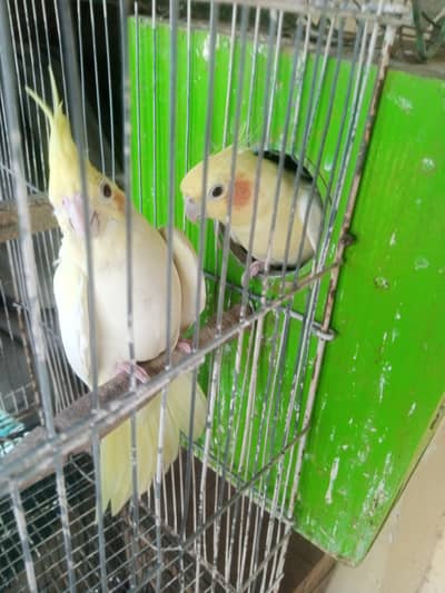 white cocktail breeder pair for sale