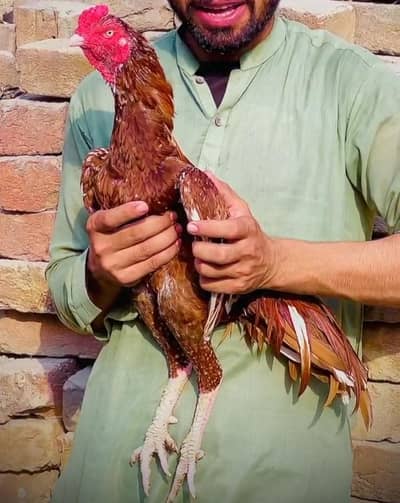 Aseel Murga (peela zehreela)