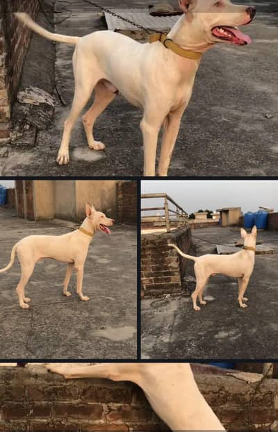 Gultair Male pup supreme Quality