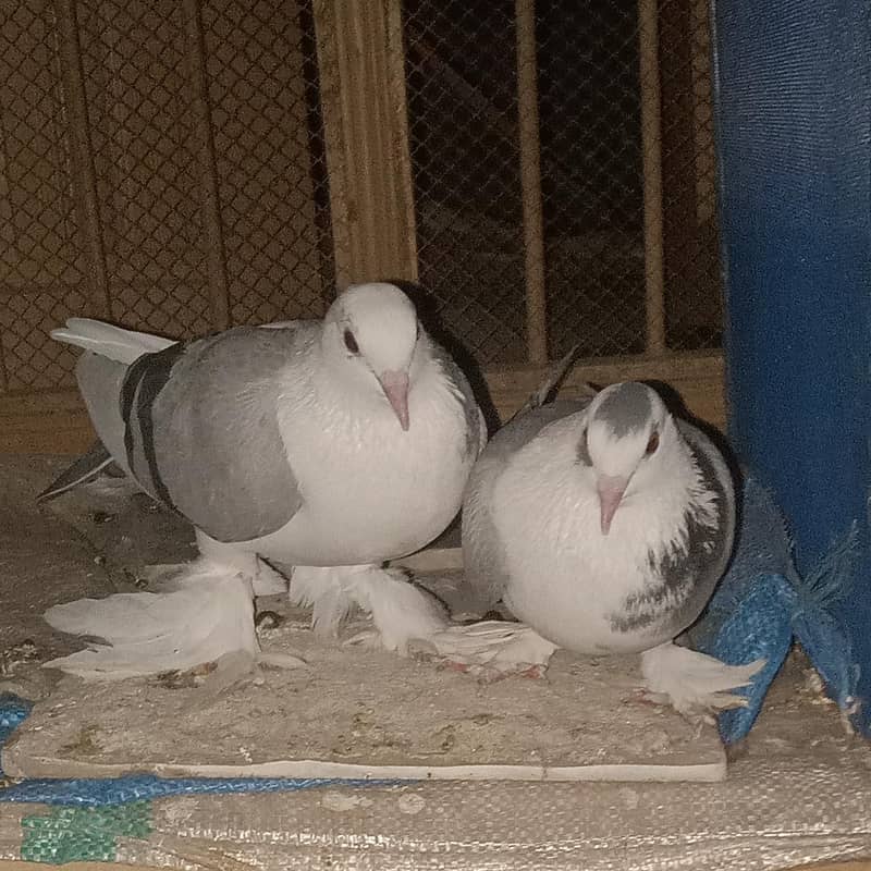 کبوتر 0