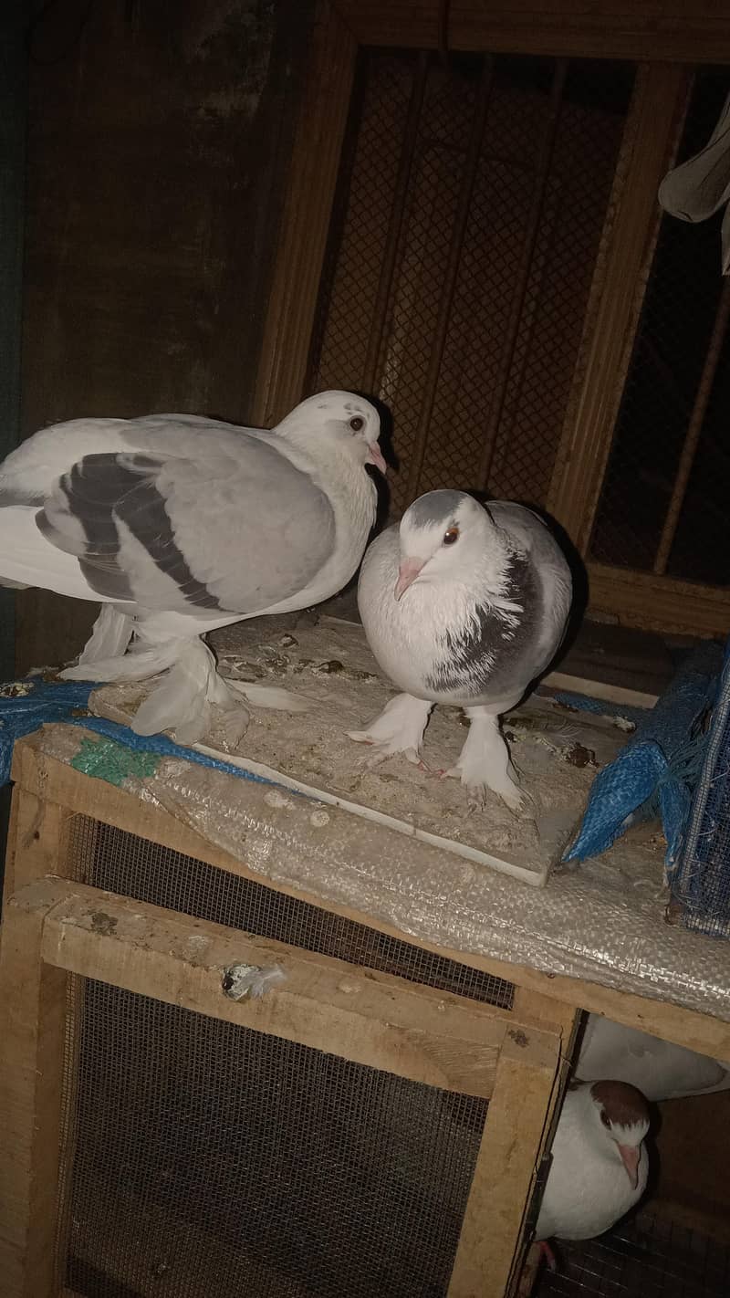 کبوتر 2