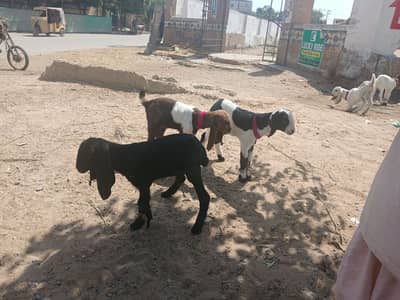 Bakra k bache