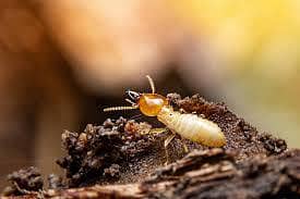 pest control 2