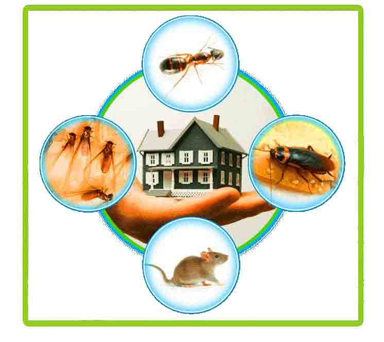 pest control 3