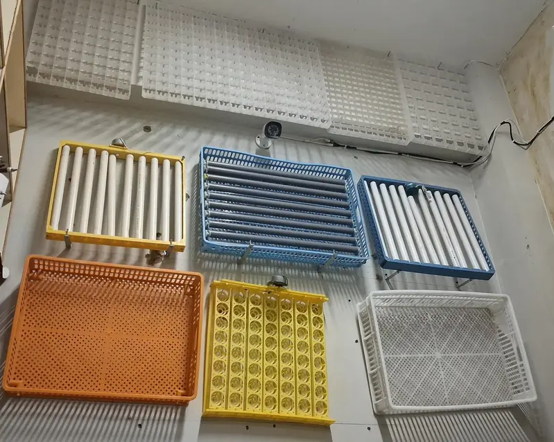 Eggs Incubator Hatching Machines, Brooders & Other Poultry Equipments — photo 4