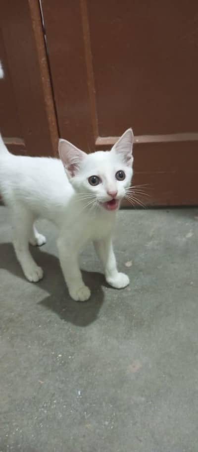 persion cat full active hai