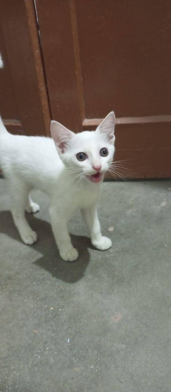 persion cat full active hai 0