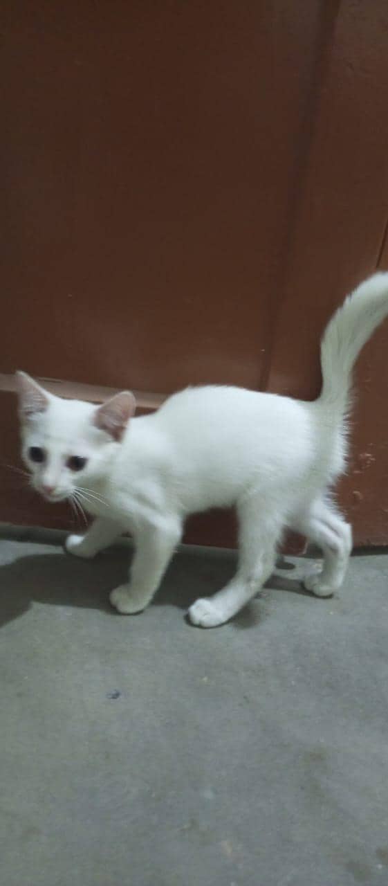 persion cat full active hai 1