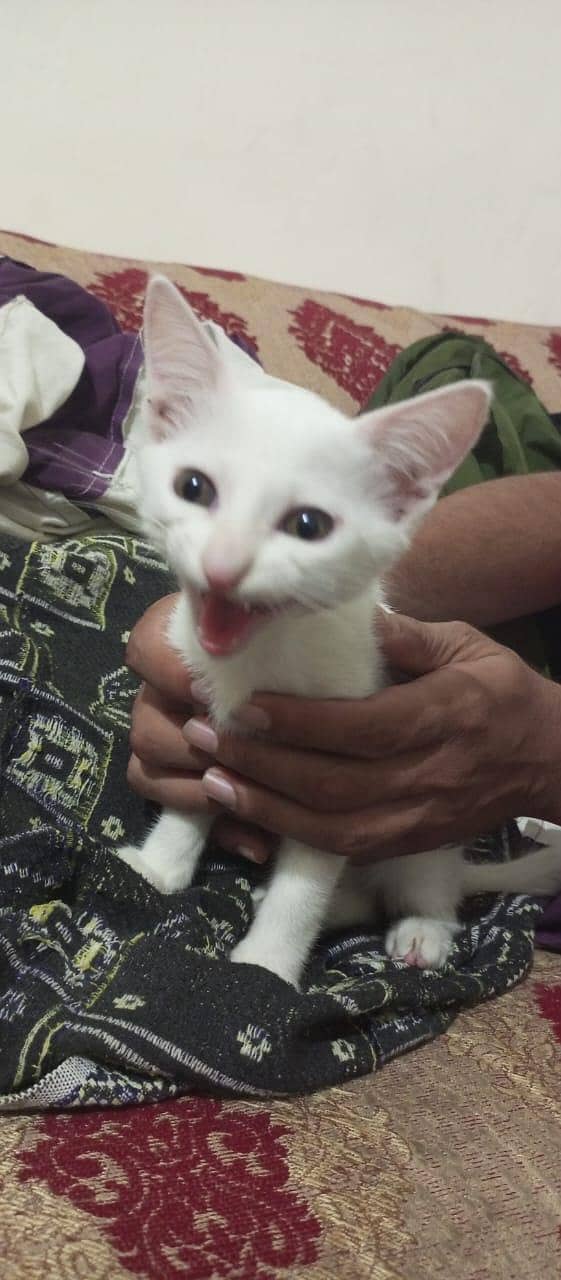 persion cat full active hai 2