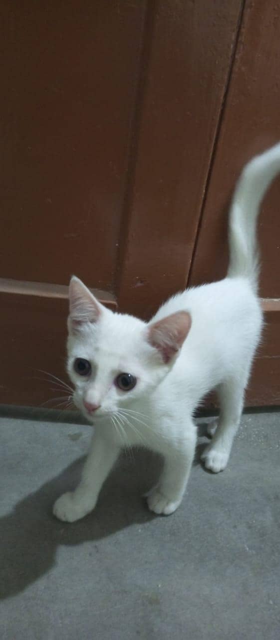 persion cat full active hai 3