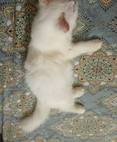 white double coated persian cat for sale