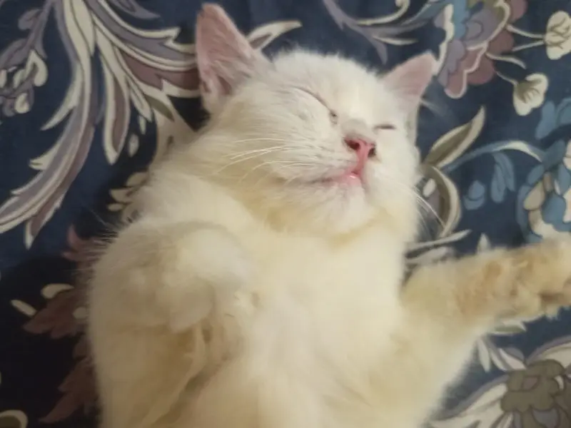white double coated persian cat for sale BLUE EYES — photo 2