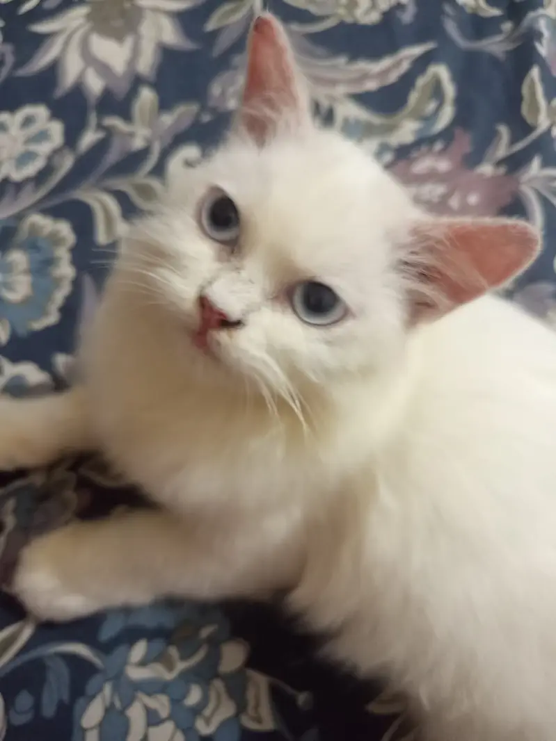 white double coated persian cat for sale BLUE EYES — photo 3