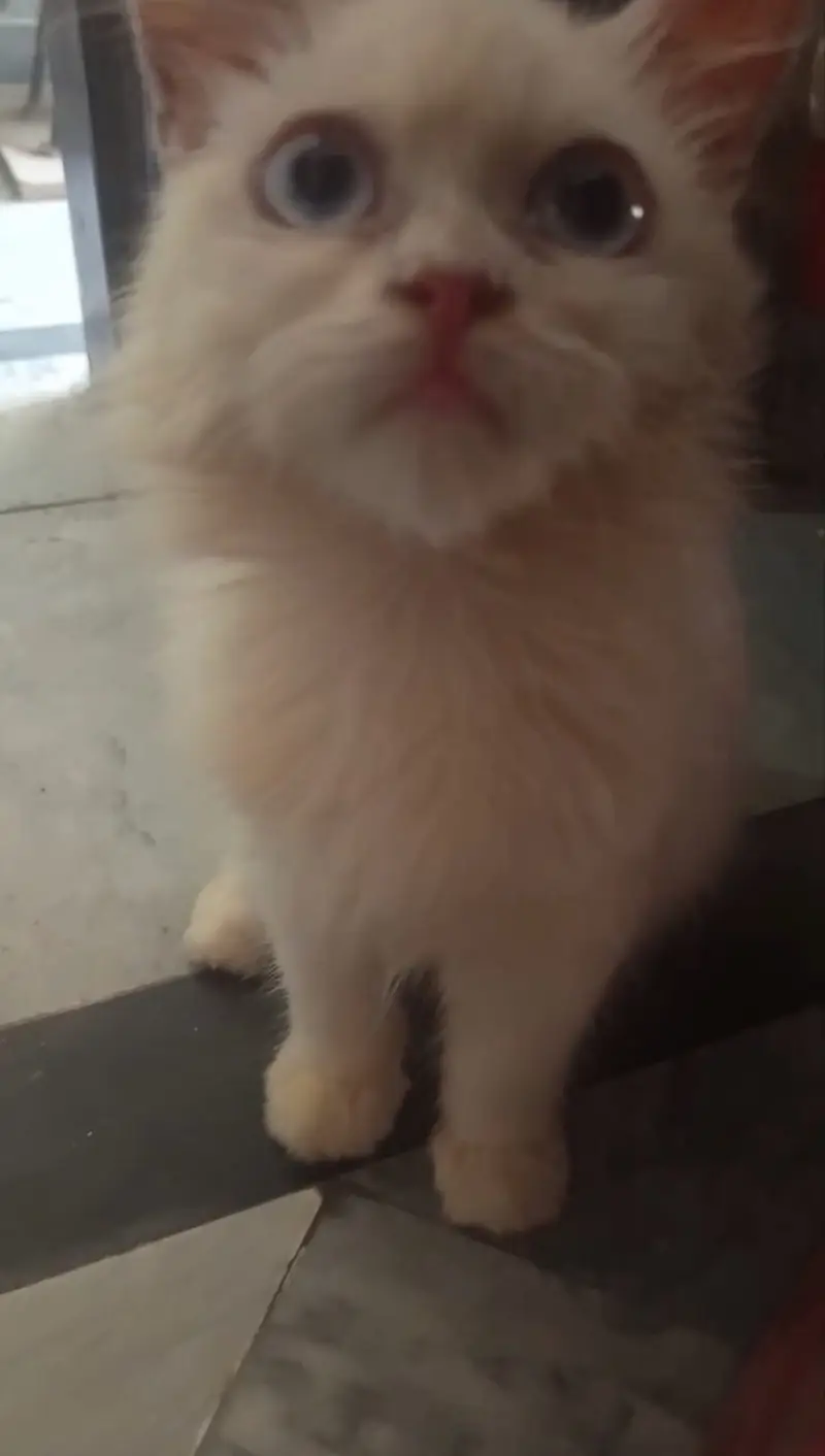 white double coated persian cat for sale BLUE EYES — photo 4