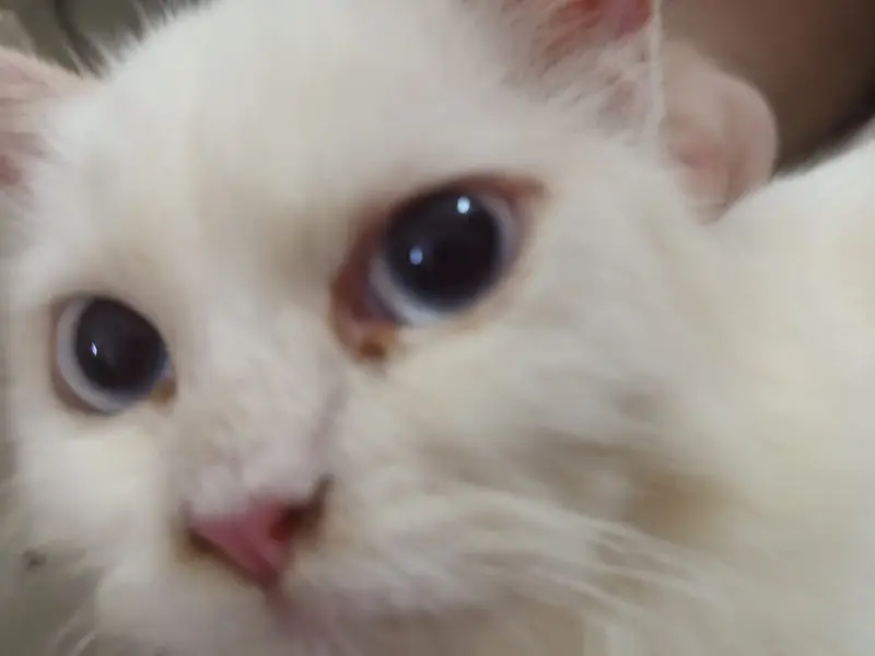 white double coated persian cat for sale BLUE EYES — photo 5