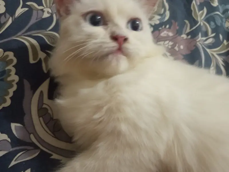 white double coated persian cat for sale BLUE EYES — photo 6
