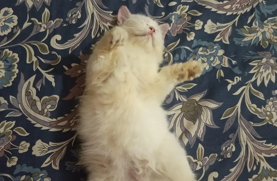 white double coated persian cat for sale BLUE EYES — photo 7