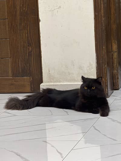 Persian cat triple code