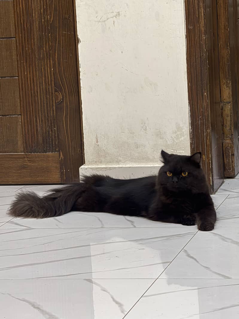 Persian cat triple code 0