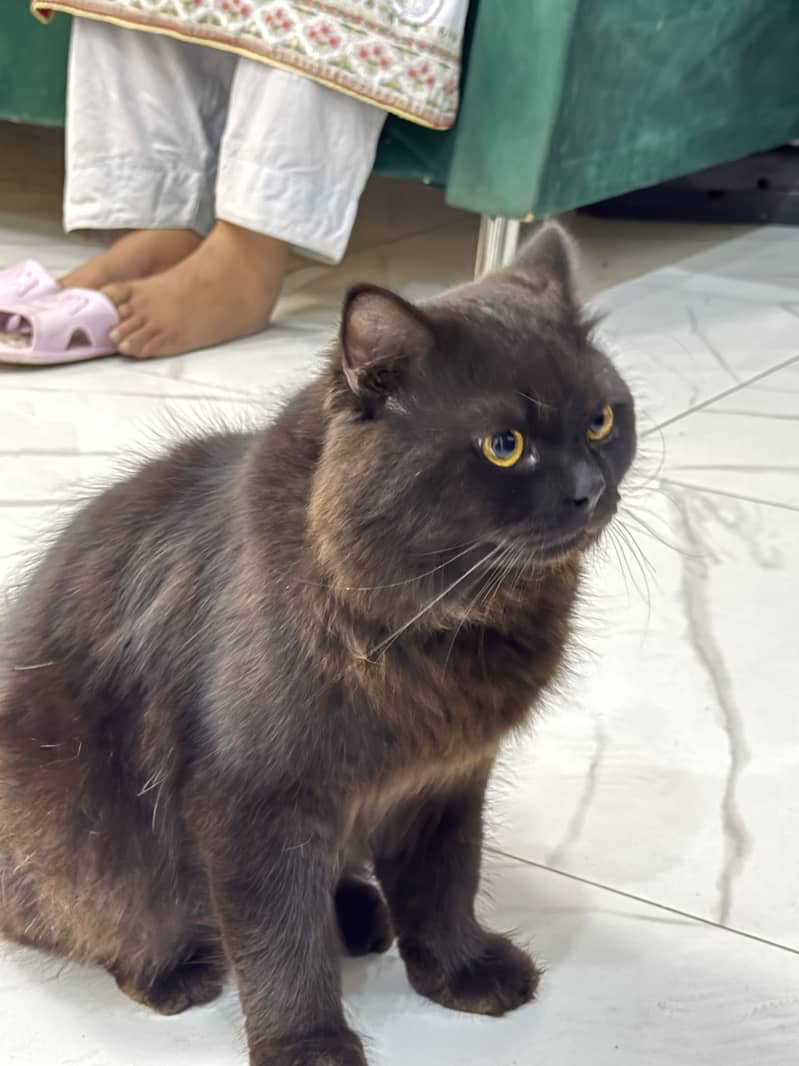 Persian cat triple code 1