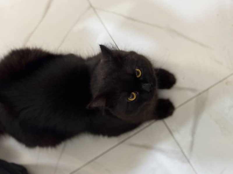 Persian cat triple code 2