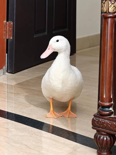 duck for sale