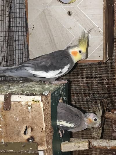 cockatiels and Australian budgies