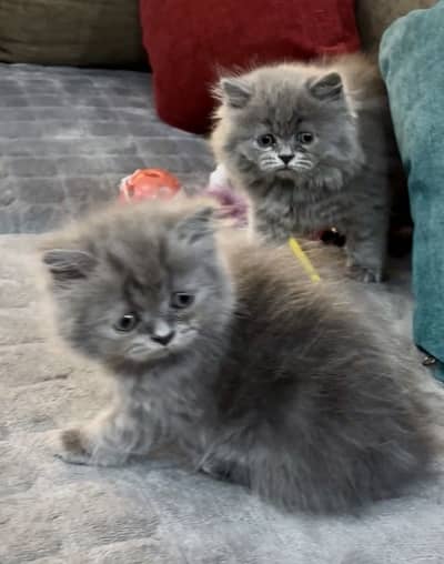 Persian kitten pair (females)