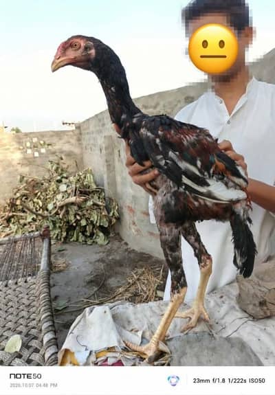 high quality pure aseel murga for sale healthy and active urgent sale