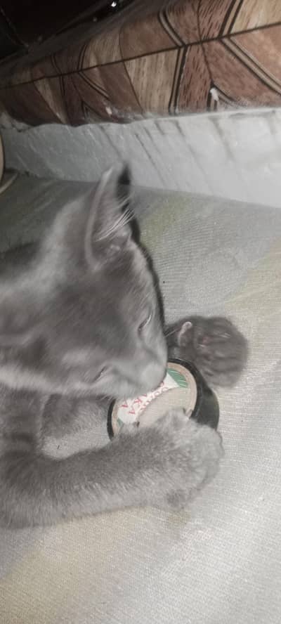 persion blue single coted male kitten