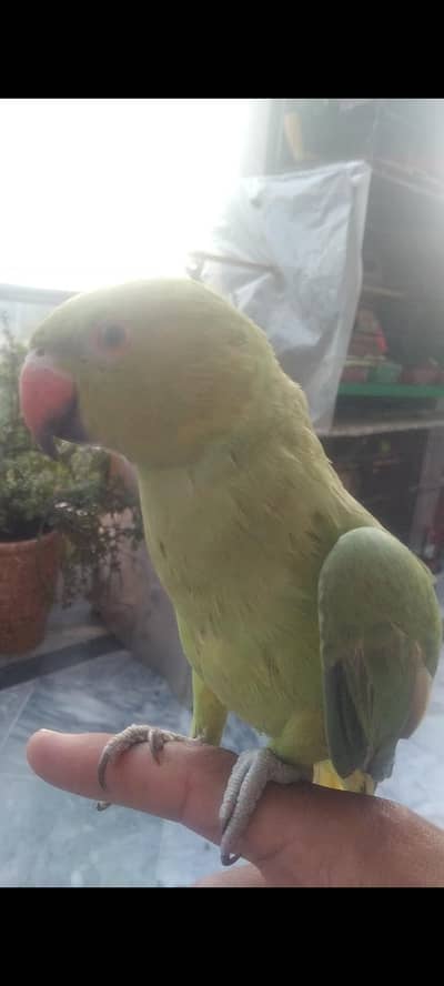green parrot for sale fully hand tame 0 bite