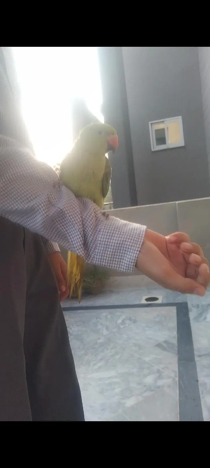 green parrot for sale fully hand tame 0 bite — photo 2