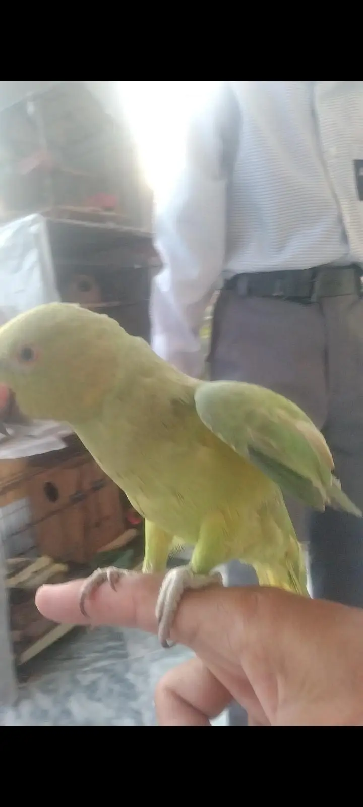 green parrot for sale fully hand tame 0 bite — photo 3