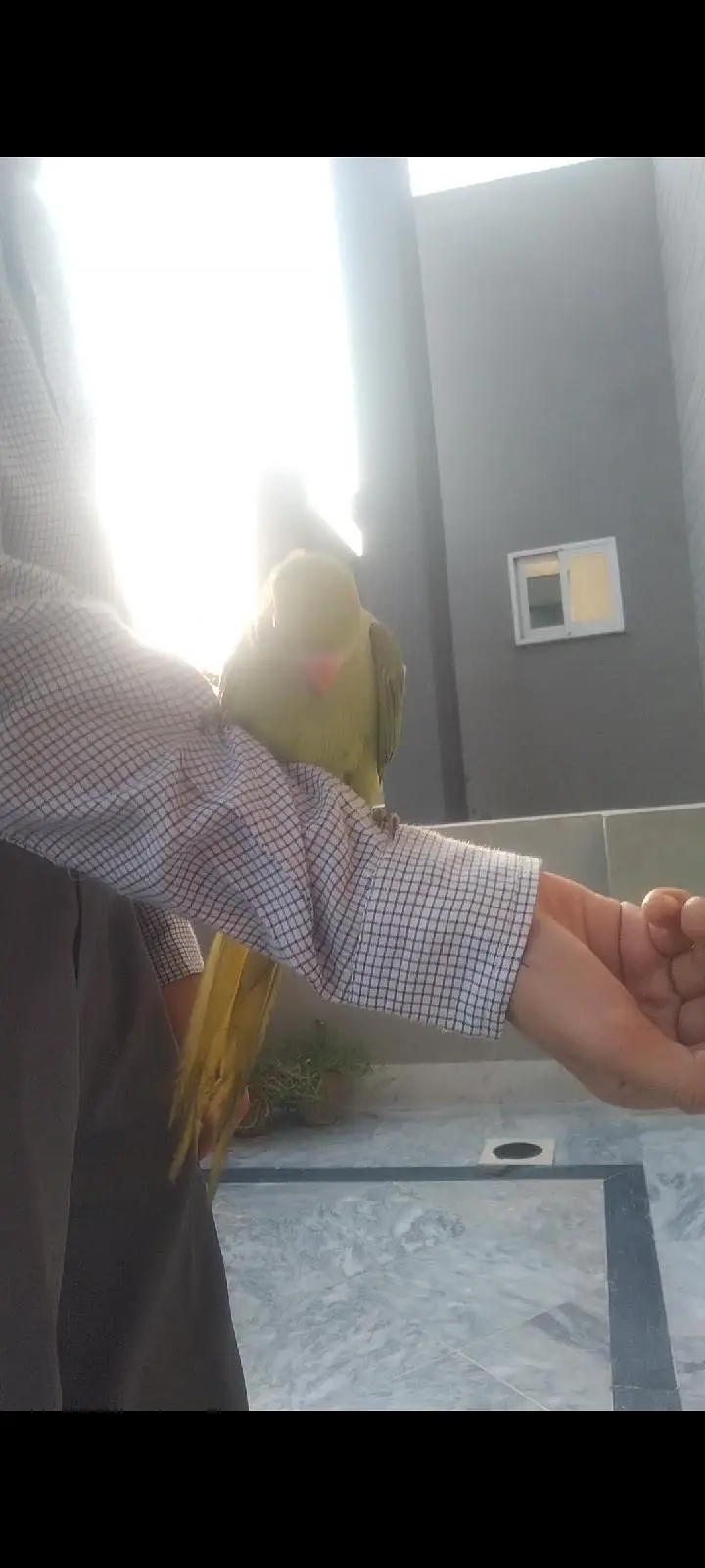green parrot for sale fully hand tame 0 bite — photo 4