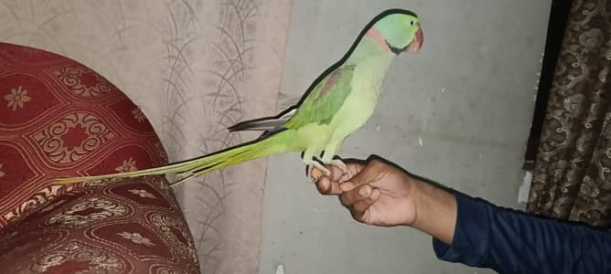 Kashmiri Raw parrot Male