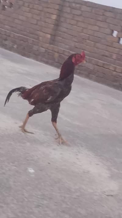 Aseel hens Desi hen anda dete hai