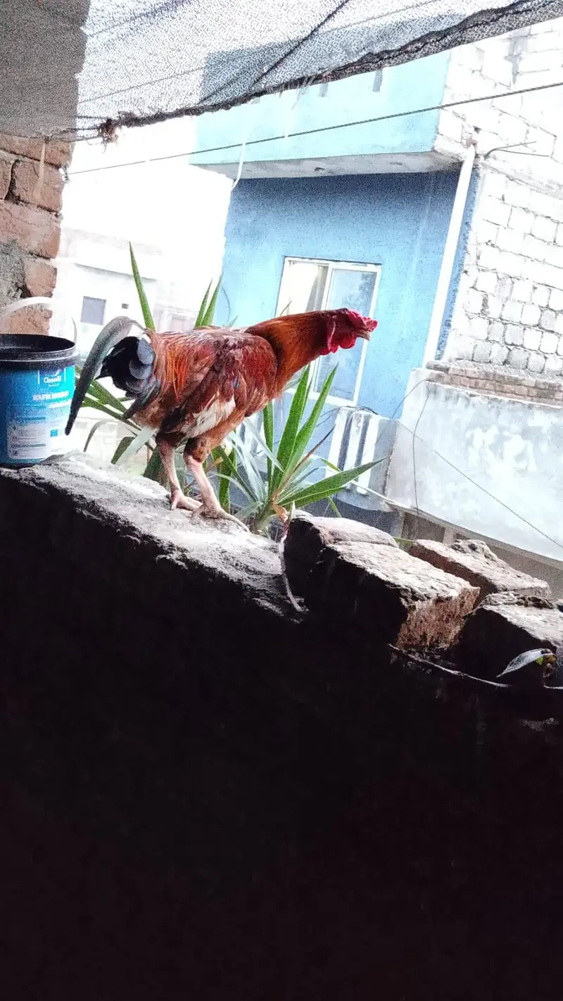 Aseel hens Desi hen anda dete hai — photo 2