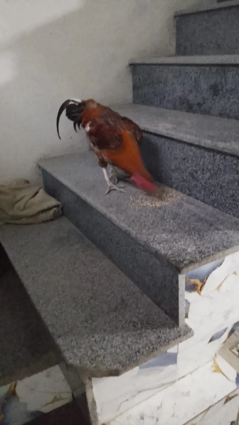 Aseel hens Desi hen anda dete hai — photo 3