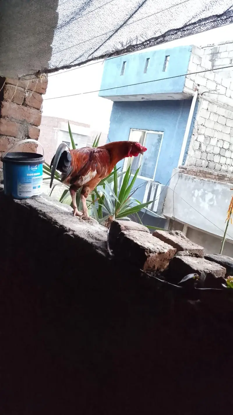 Aseel hens Desi hen anda dete hai — photo 4