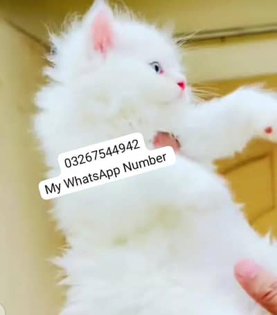 persian kitten for urgent sale